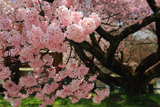 美和湖の小彼岸桜