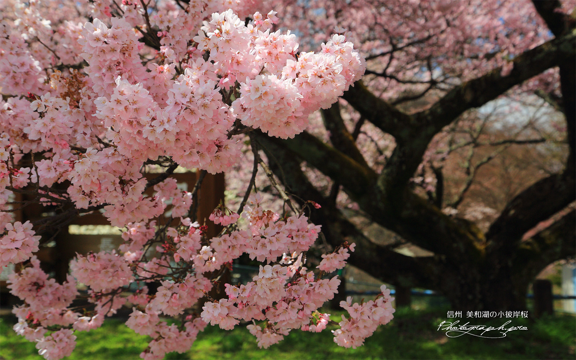 美和湖の小彼岸桜