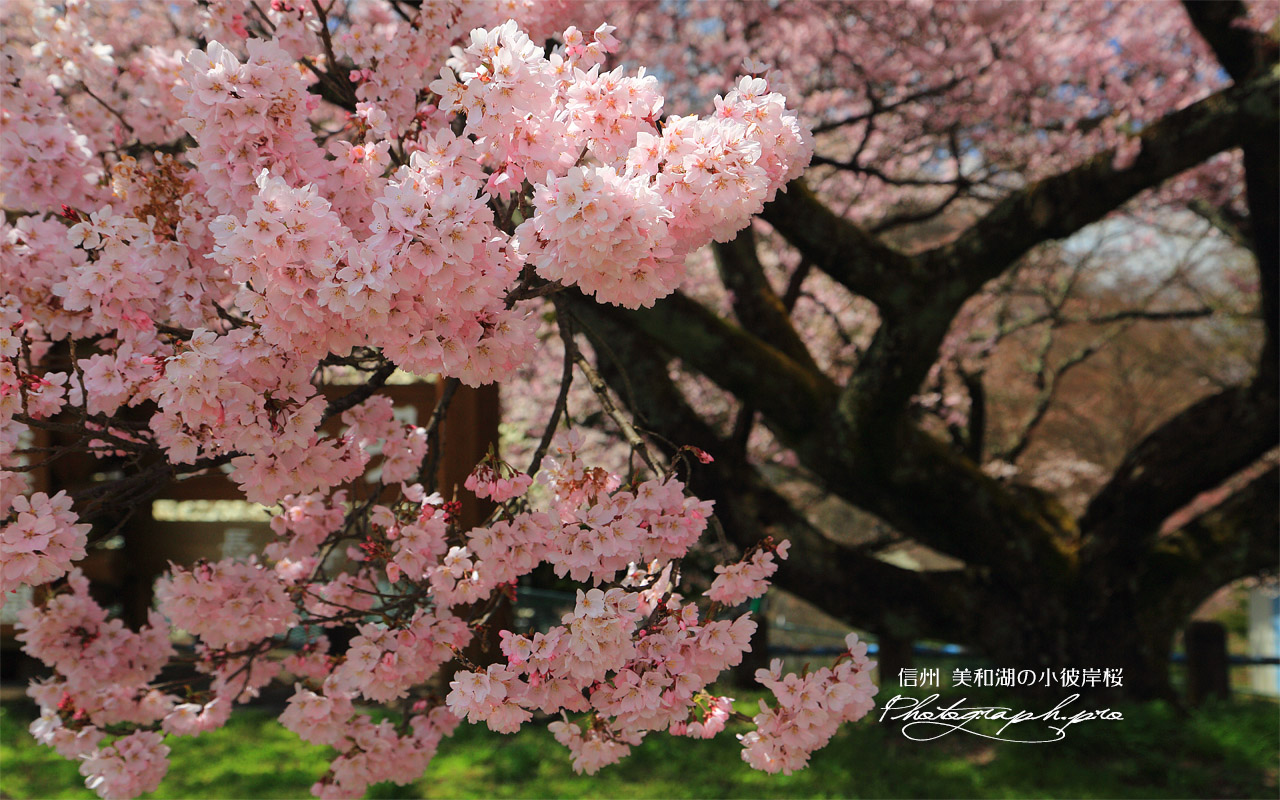 美和湖の小彼岸桜 壁紙